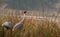 Sarus crane