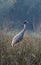 Sarus crane