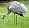 Sarus crane 3