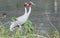 Sarus crane