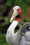 Sarus Crane