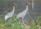 Sarus crane bird couple walking on edge of the pond