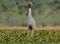 Sarus crane bird is flying, natural, nature, wallpaper