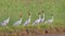 Sarus crane bird group