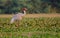 Sarus crane bird, natural, nature, wallpaper