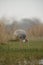 Sarus Crane Busy Feeding at Bharatpur Bird Sanctuary,Rajasthan,India