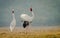 Sarus Crane courtship