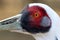 Sarus Crane detail head and eye