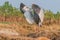 Sarus crane fluttering wings in the field