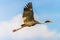 Sarus Crane flying