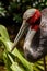 Sarus Crane Front-Side View Looking Toward Camera on Sunny Day