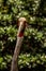 Sarus Crane Front-Side View Looking Toward Camera on Sunny Day