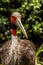 Sarus Crane Front-Side View Looking Toward Camera on Sunny Day
