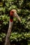 Sarus Crane Front-Side View Looking Toward Side Camera on Sunny Day