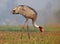 Sarus Crane (Grus Antigone)