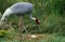 SARUS CRANE grus antigone, ADULT LOOKING AFTER ITS EGG ON NEST