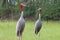 Sarus crane Grus antigone Birds of Thailand