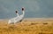 Sarus Crane (Grus Antigone) couple