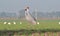 Sarus Crane(Grus antigone) Pair in a Field