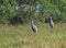 Sarus Crane Grus Antigone Pair Standing in the reeds of Wetland