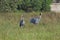 Sarus Crane Grus Antigone Pair taking guard of eggs   in the reeds of Wetland