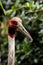 Sarus Crane Headshot Closeup on Sunny Day