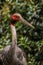 Sarus Crane Headshot on Sunny Day