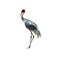 Sarus crane isolated