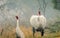 Sarus Crane pair courtship