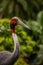 Sarus Crane Side View on Sunny Day