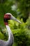 Sarus Crane Side View on Sunny Day