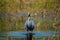 Sarus crane the tallest flying bird