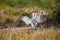 Sarus crane the tallest flying bird