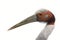 Sarus Crane on white background