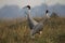 Sarus cranes, Grus antigone, Keoladeo Ghana National Park, Bharatpur, Rajasthan, India