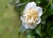 Sasanqua Camellia on bush