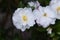 Sasanqua Camellia Japonica flowers