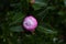 Sasanqua flower bud.