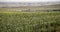 Saskatchewan Field Prairie