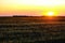 Saskatchewan prairie grain field setting sun