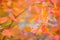 Saskatoon Amelanchier alnifolia branch with colorful autumn leaves against defocused background