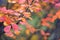 Saskatoon Amelanchier alnifolia branch with colorful autumn leaves against defocused background