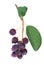 Saskatoon berries isolated on white background. Amelanchier, shadbush, juneberry, irga or sugarplum ripe berries.