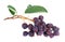 Saskatoon berries isolated on white background. Amelanchier, shadbush, juneberry, irga or sugarplum ripe berries.
