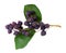 Saskatoon berries isolated on white background. Amelanchier, shadbush, juneberry, irga or sugarplum ripe berries.