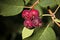 Saskatoon Berries ripening in Summer