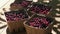 The Saskatoon berry fruit basket harvest, market fresh on wood, outdoors in dappled sunshine