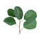 Saskatoon green twig, isolated on white background. Amelanchier, shadbush, juneberry, irga or sugarplum leaves.