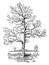 Sassafras Tree vintage illustration