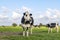 Sassy cow standing full length in front view, Holstein cattle cattle black and white, standing dairy livestock, in a green pasture